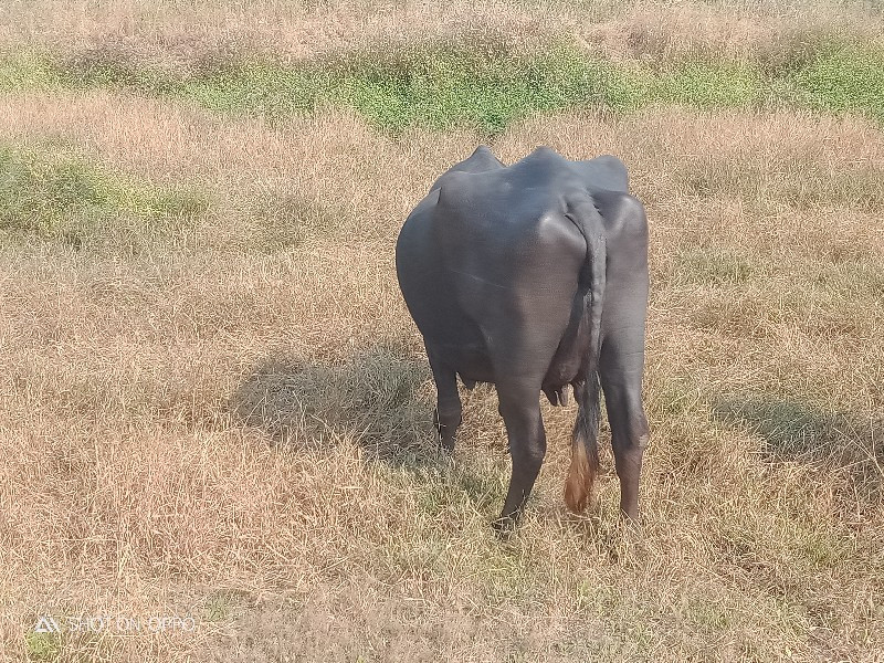 ભેંસ વેચવાની છે