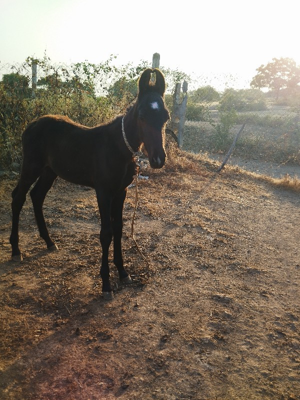 વેચવાનો છે વશેર...