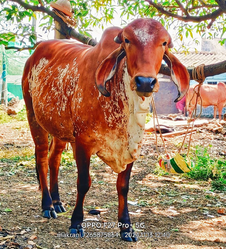 બે ગીર હોડકી વે...