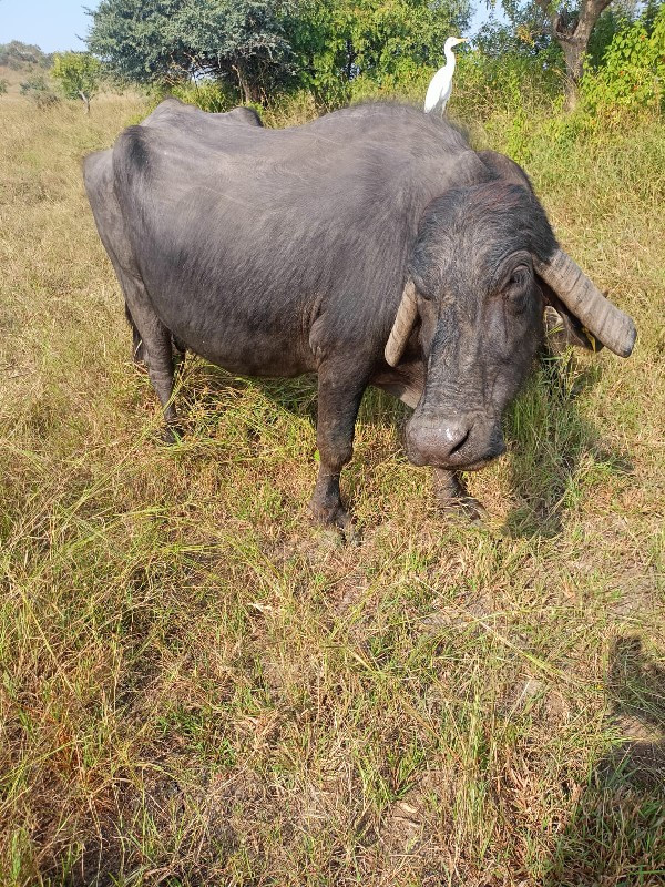 ભેંસ વેચવાની છે...