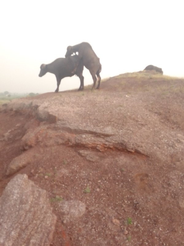 જેમલસીભાઇ૯૦૨૩૭૪...