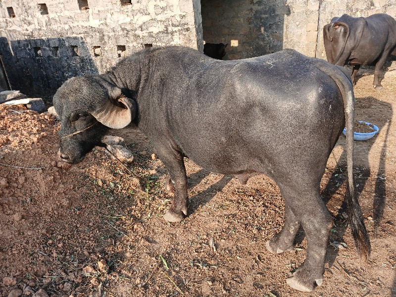 પાડો વેચવા નુ છ...