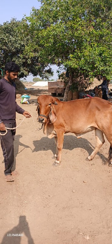 ગીર હોળકી