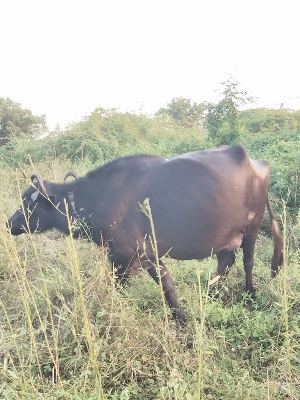 ગાભણી ભેંસ વજન...