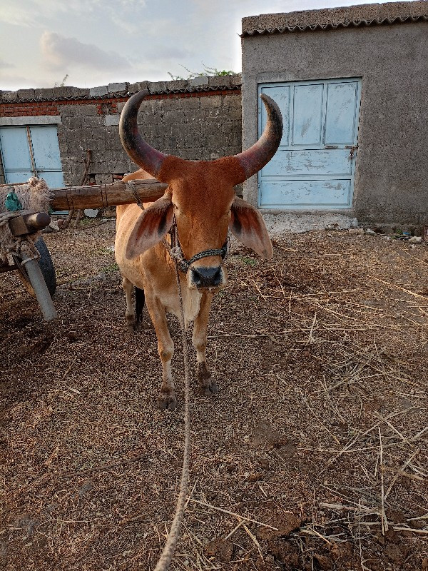 ગોઢલો લેવાનો છે