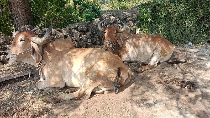 બળદ વેસવા ના છે...