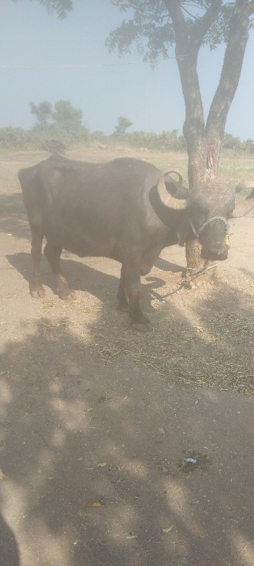 આ ભેંસ વેચવાની...