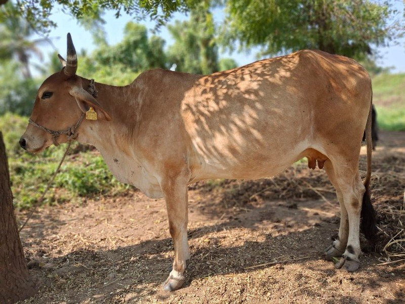 ગાય વેચવાની છે.