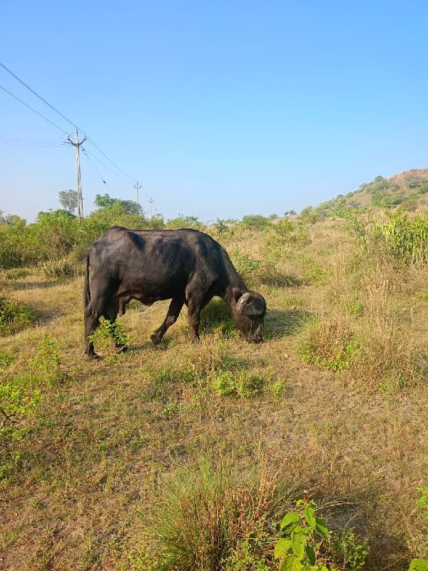 બે ભેસુ વેચવાની...