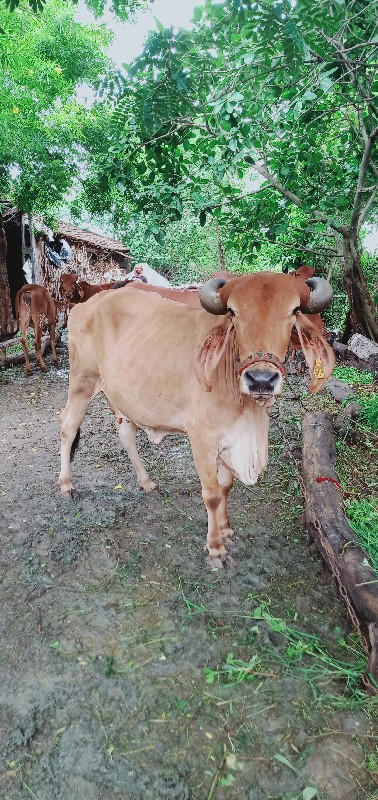 દેસી ગાય વેચવાન...