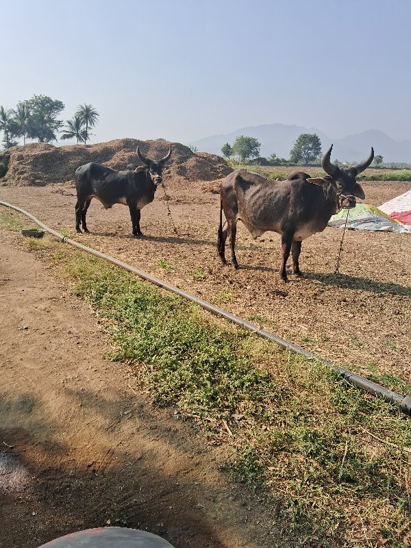 ગોઢલા વેસવા ના...