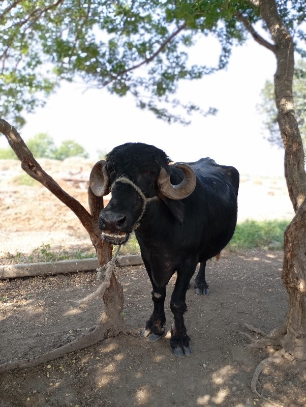 વેચવાની છે