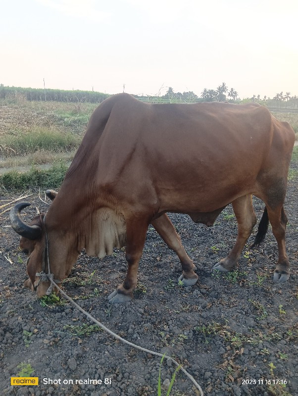 બળદ વેચવાના છે