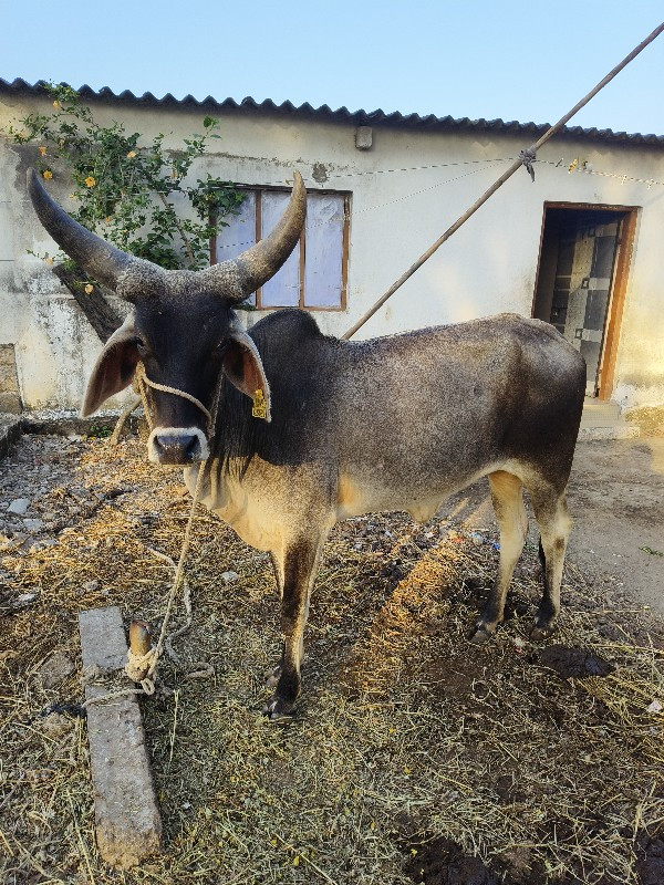 ગાય