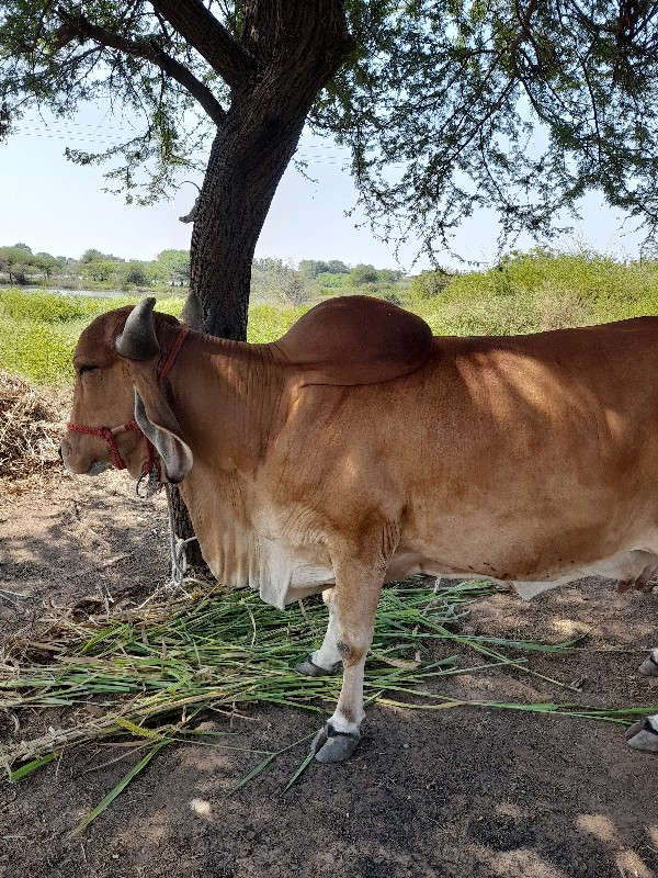 ગીર ગાય વેચવાની...