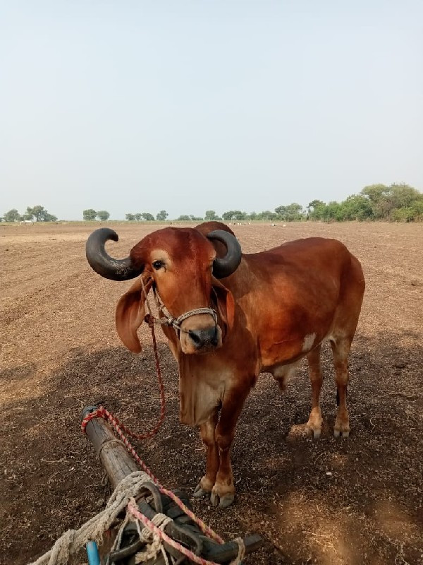 બલદ