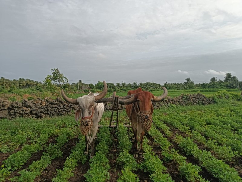 બળદ વેચવાના છે