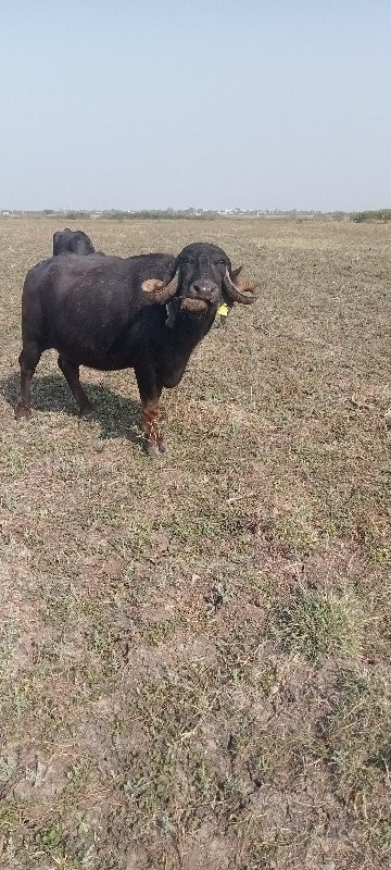 ભેંસ વેસ્વની છે