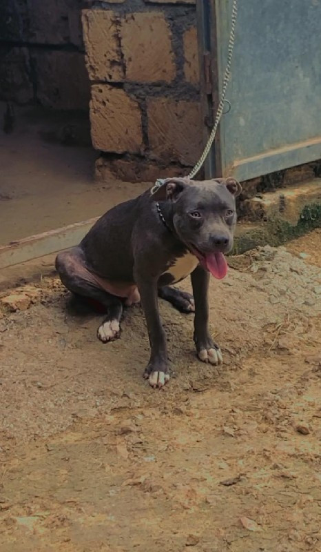 american bully