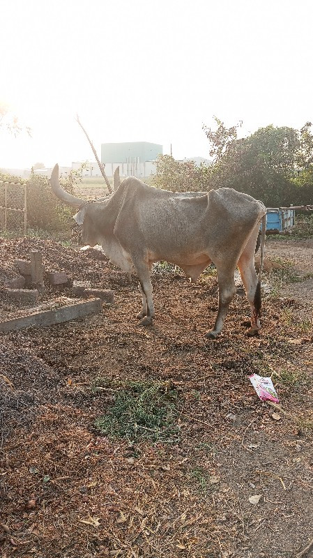 બળદ