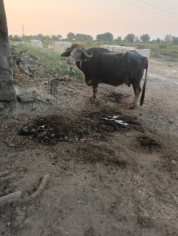 ભૈસ વેસવાનિસે