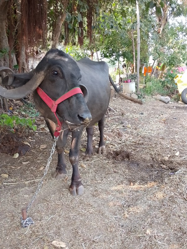 ભેંસ વેસવા નિ છ...