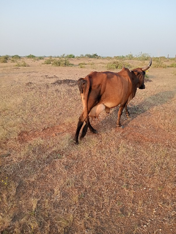 ગાય