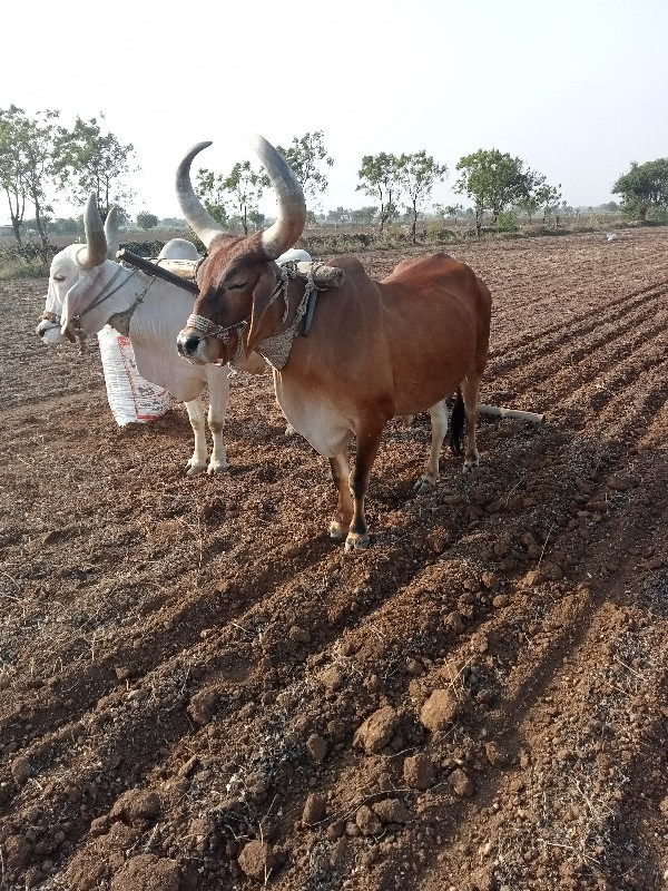 બરધ વેચવાના છે