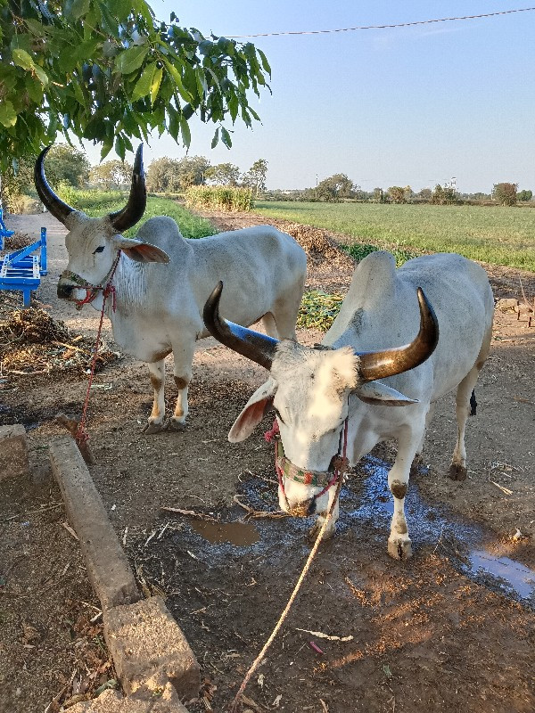 બળદ વેચવાના છે