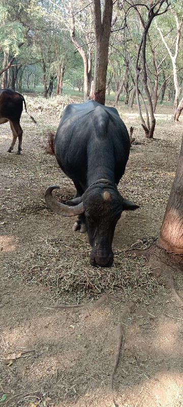 ભેંસ વેચવાની છે