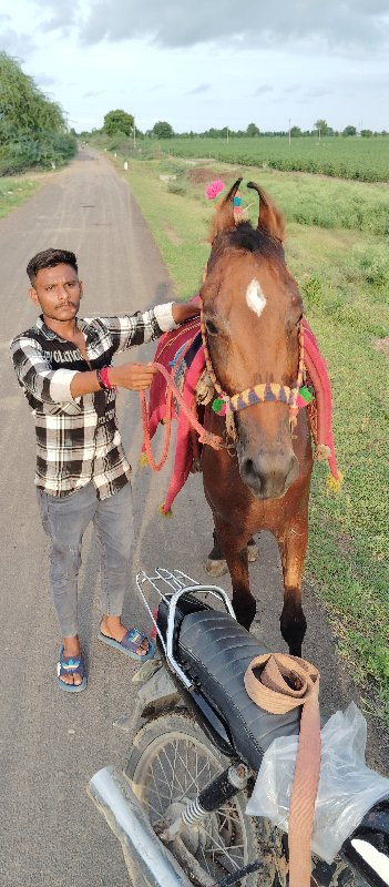 વસેરી વેચવાની છ...