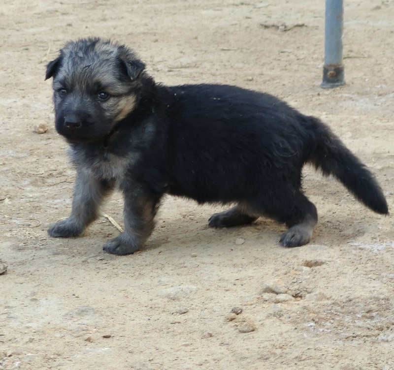 German Shepherd