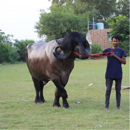 કુત્રિમ બીજદાન...