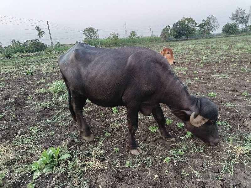 ખળેલી વેચવાની છ...