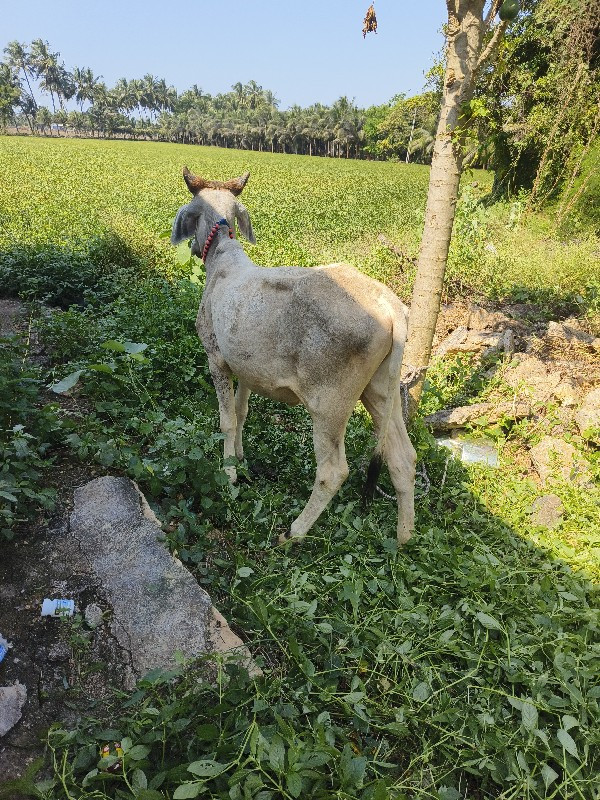 ગાય