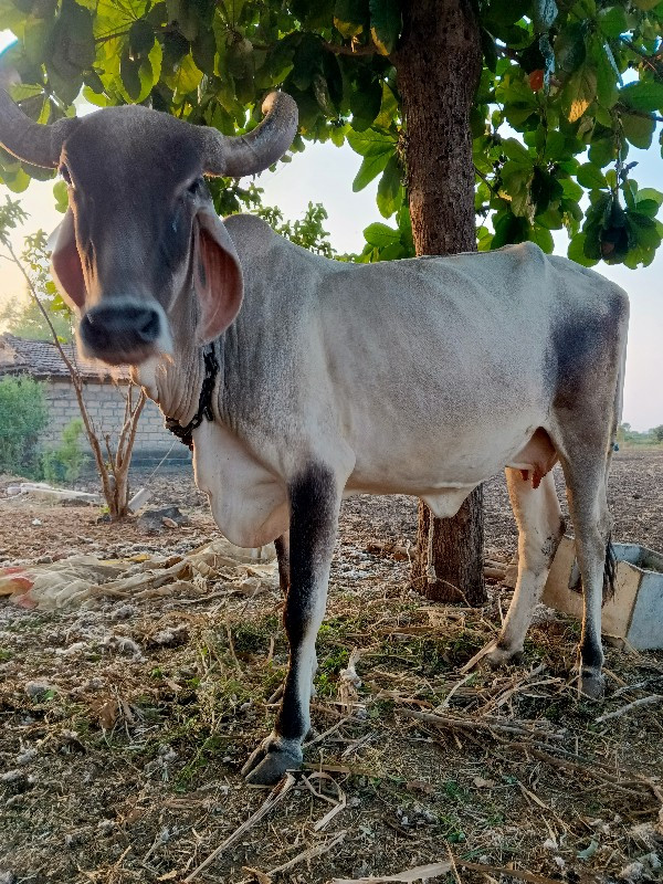 દેશી ગાય વેશવાન...