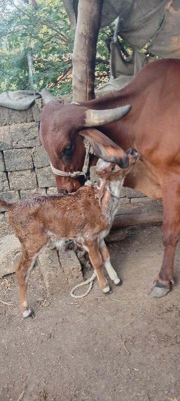 લાલ ગાય વેચવાની...