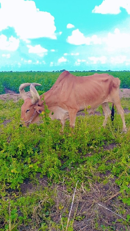 આપી દેવાનાછે