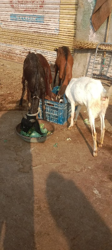 Char bakri