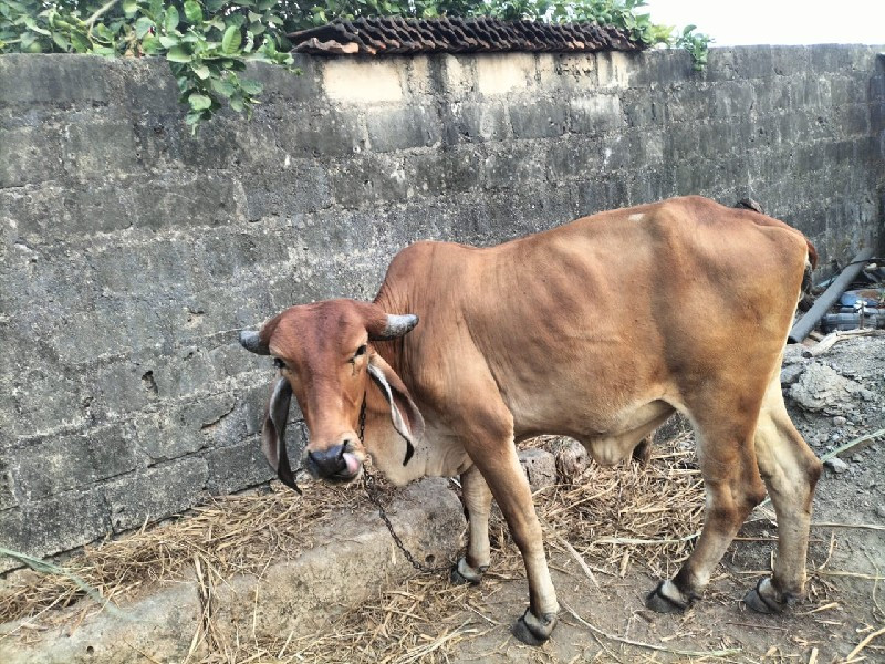 સાવ સોજી છે