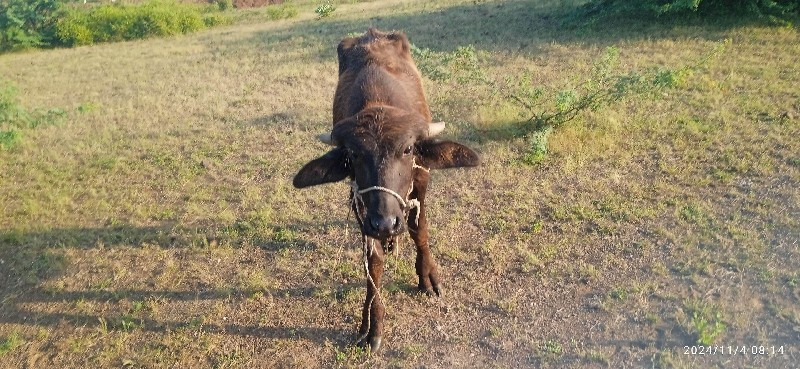 ધાનાભાઈ ગઢવી