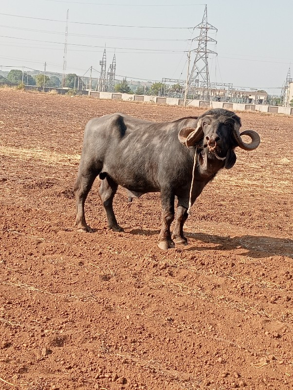 પાડો વેચાવ છે