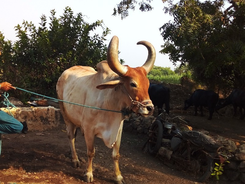 બરદ વેચવાનો છે.