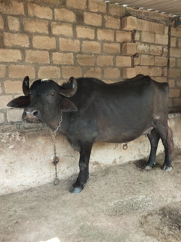 ગાભણી ભેંસ વજન...