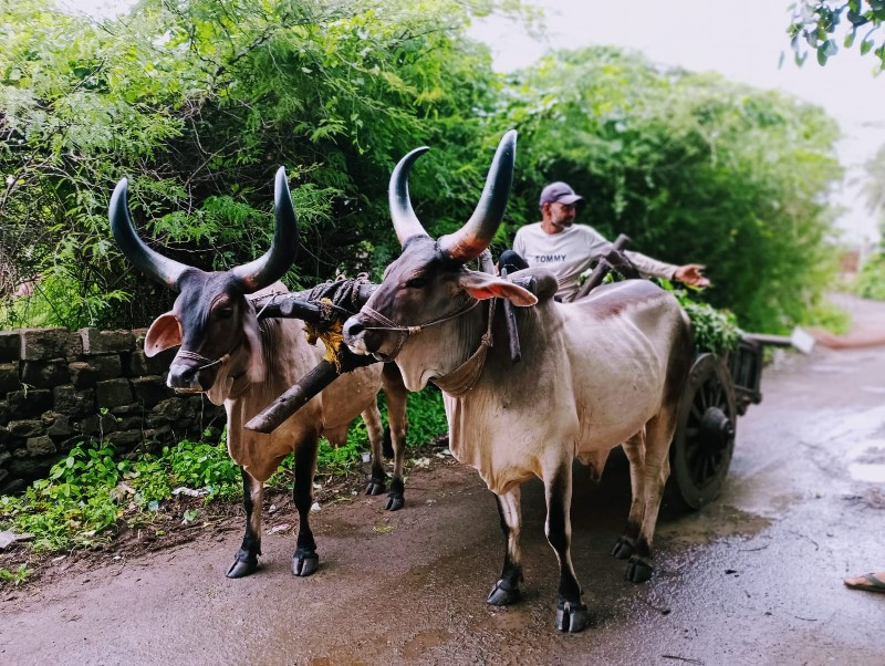 બળદ વેચવાના છે