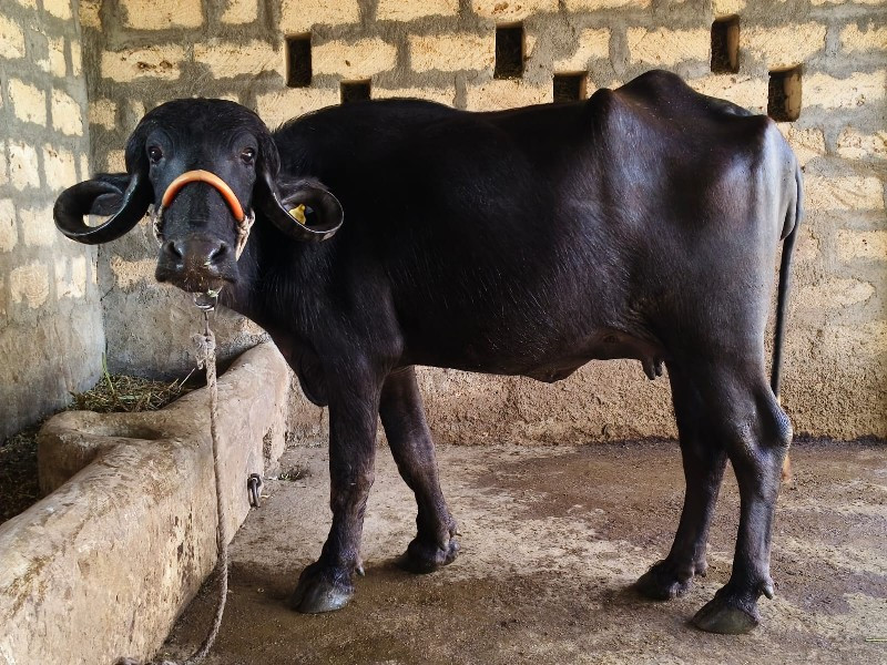 પેલ વેતરી ખળેલી...