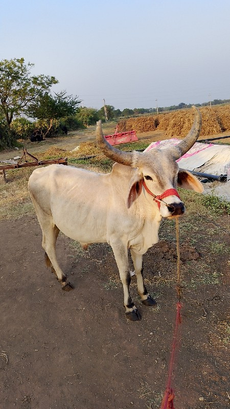 આ બળદ બે વેચવાન...