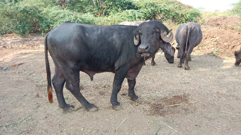 પાડો વેચવાનો છે...