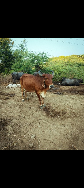 4 વેતર ગાય સાવ...