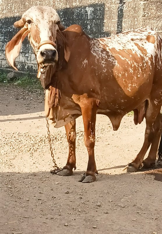 ગીર ગાય